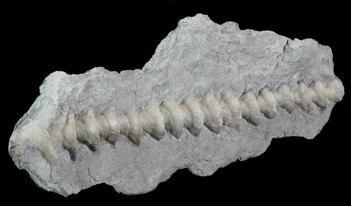 Archimedes Screw Bryozoan Fossil - Missouri #68676